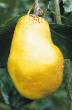 Kweeperen VRANJA - 1 st