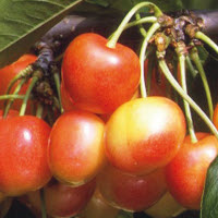 Cerises douces BIGARREAU NAPOLEON - 1 pc