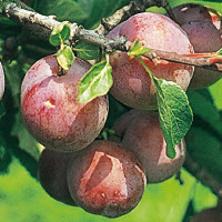 Prunes REINE CLAUDE D'ALTHAN - 1 pc