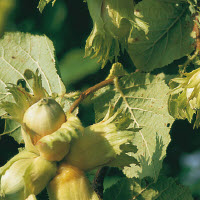 Hazelnoot GUNSLEBERT - 1 st