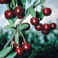 Cerise du nord MORINA - 1 pc