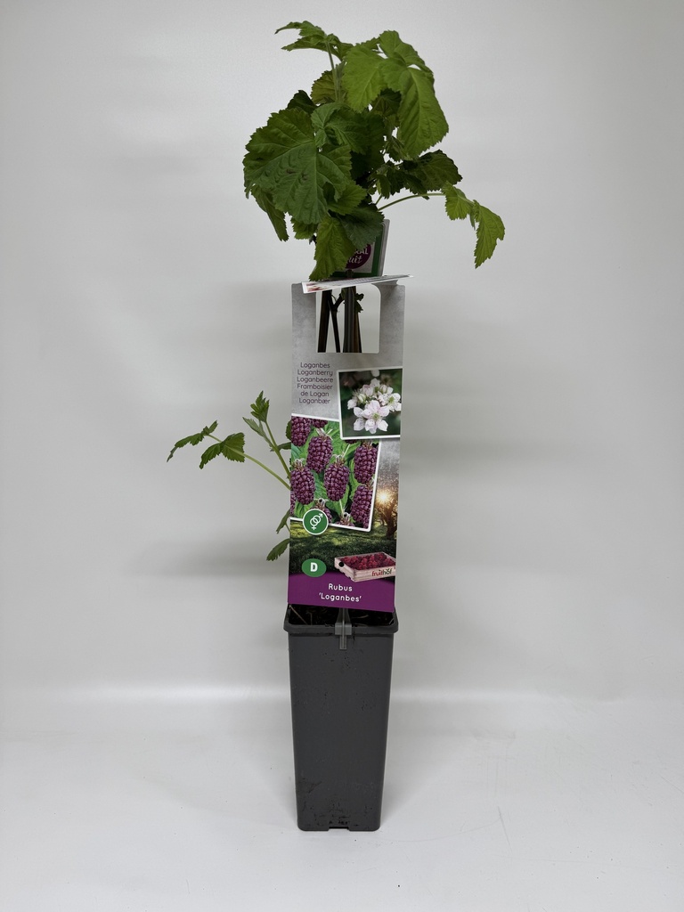 Thornless LOGANBERRY - 1 pc