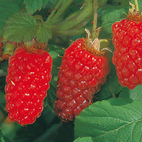 TAYBERRY - 1 pc