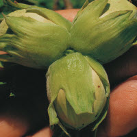 Hazelnoot ENNIS - 1 st