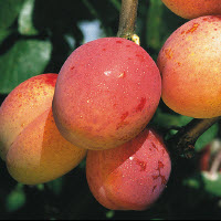 Prunes AVALON - 1 pc