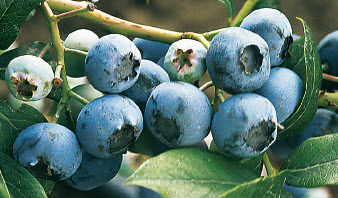 Blauwe bes BLUE CROP - 1 st