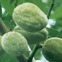 Amdandes ROBIJN - 1 pc