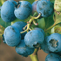 Blauwe bes DUKE - 1 st