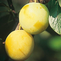 Prunes REINE CLAUDE D'OULLINS - 1 pc