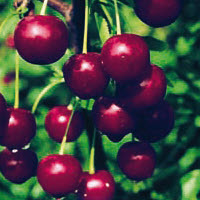 Cerise du nord SAPHIR - 1 pc