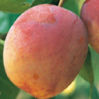 Prunes QUEEN VICTORIA - 1 pc