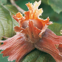 Noisettes ZELLER ROUGE - 1 pc