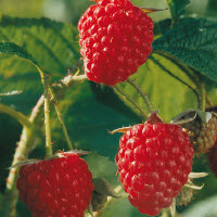 Framboises d'automne AUTUMN BLISS - 3 pc