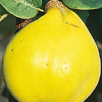 Coing REA'S MAMMOTH - 1 pc