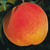 Pêche AVALON PRIDE - 1 pc