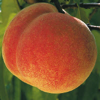 Pêche PEREGRINE - 1 pc