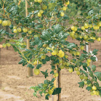 Groseilles à maquereau (sur tronc) INVICTA - 1 pc