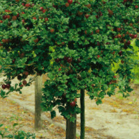 Kruisbessen (op stam) ROKULA - 1 st