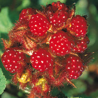 BAIE A VIN Japonnaise - 1 pc