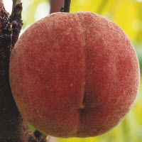 Pêche de vigne SANGUINE DE SAVOIE - 1 pc