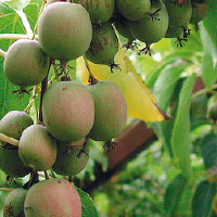 Kiwibes actinidia arguta NOSTIMO m. - 1 st