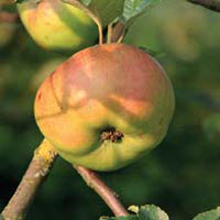 Pommes TREZEKE MEIRES - 1 pc