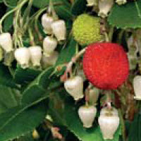 ARBUTUS UNEDO of AARDBEIBOOM - 1st