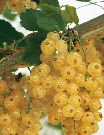 Baies en grappes BLANKA - 1 pc