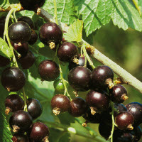 Baies en grappes TENAH - 1 pc