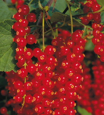 Baies en grappes ROVADA - 1 pc