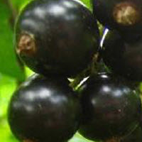 Baies en grappes TITANIA - 1 pc