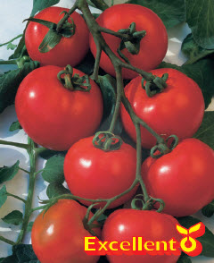 Tomates en grappes ESTIVA F1 - ca 20 s