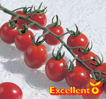 Tomates apéritif APERO F1 - ca 20 s