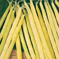 Haricots nains colorés ORINOCO WAX - ca 100 g