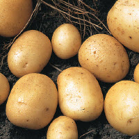 Aardappelpootgoed LADY CHRISTL klasse A 28/35 - per kg