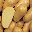 [07-000956] Aardappelpootgoed CHARLOTTE klasse A 25/32 - per kg
