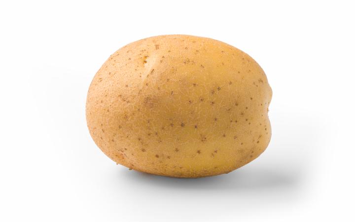 Aardappelpootgoed ALEGRIA klasse A 28/35 - per kg