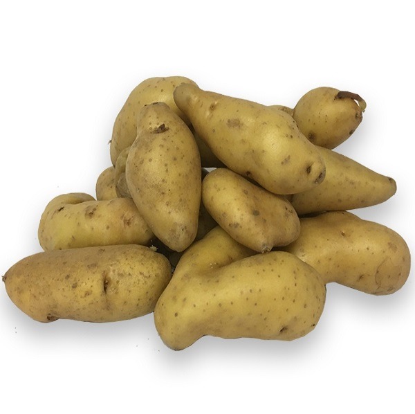 Aardappelpootgoed RATTE klasse B 25/32 - per kg