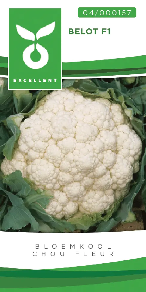 Bloemkolen BELOT F1 - ca 50 z
