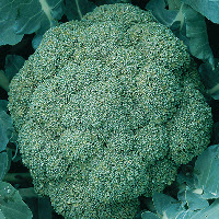 Broccoli LUCKY F1 - ca 0,75 g