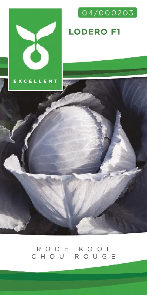 Chou rouge LODERO F1 - ca 50 s