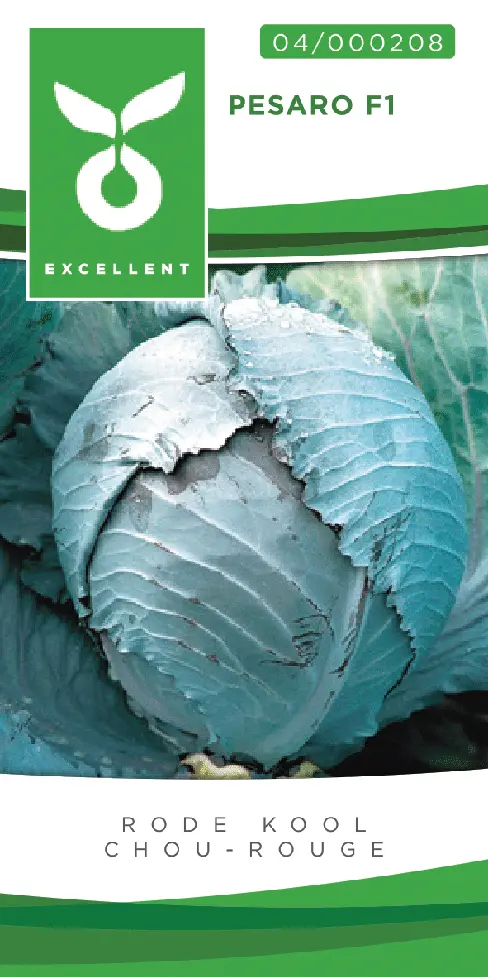 Chou rouge BANDOLERO F1 - ca 100 s