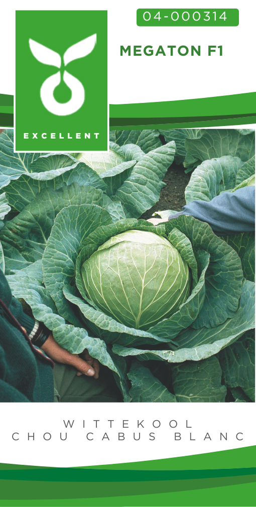 Chou cabus blanc MEGATON F1 - ca 100 s