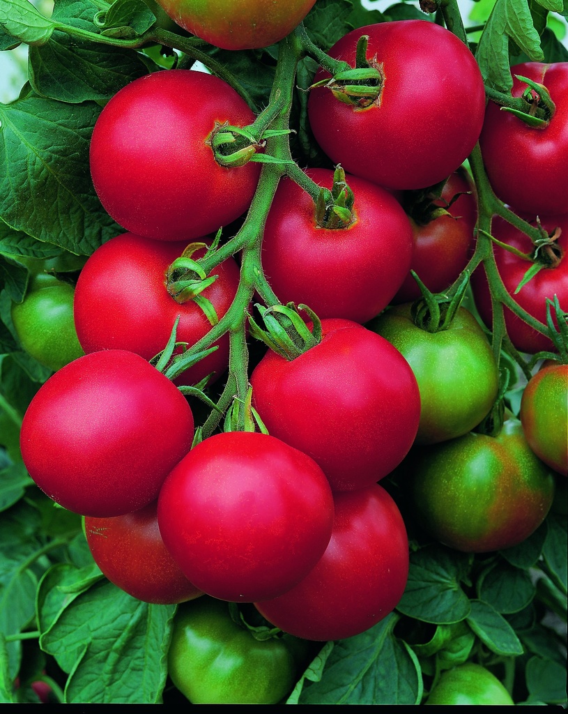 Tomaten TOLSTOI - ca 50 z
