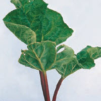 Rabarber rheum officinale 3 VERSCHILLENDE SOORTEN - 3 st