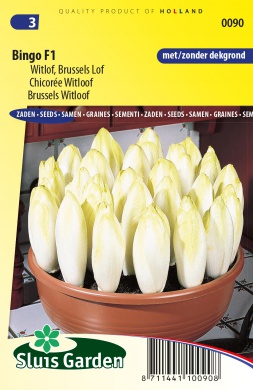 Witloof BINGO F1 - ca 675 z