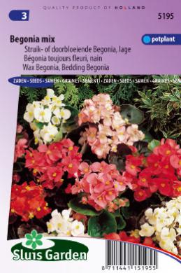 BEGONIA,Begonia semperflorens,gemengd,800 zaden