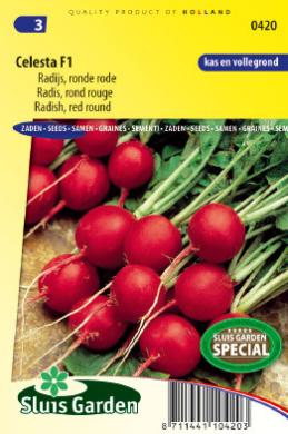 Radis CELESTA F1 - ca 475 s