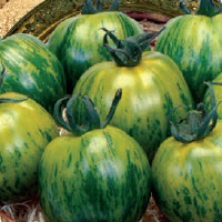 ##Tomaten GREEN ZEBRA - ca 45 z