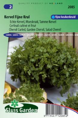 Cerfeuil FIN FRISSE - ca 2350 s